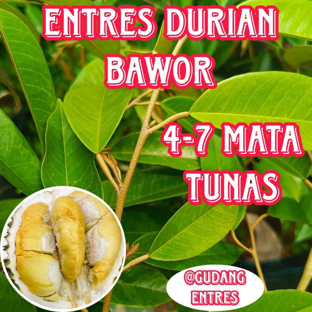 Entres Durian Bawor Entres Pucukan Mata Tunas Super
