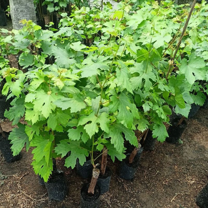 Tumbas Tani Bibit Anggur Impor Taldun Batang Super Besar Valid