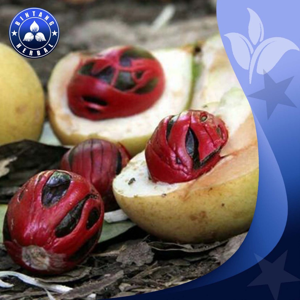 mejual biji bibit pohon pala super 1kg