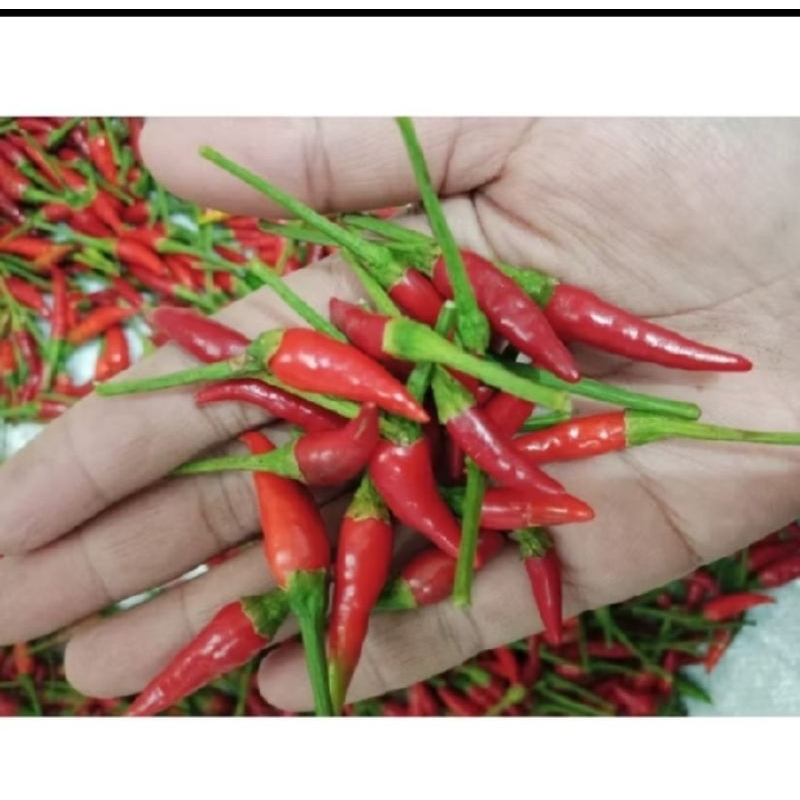 

lombok taji 250gram