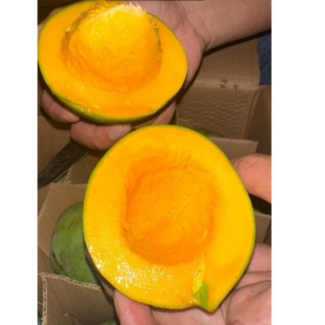 

Mangga Alpukat 2 Kg