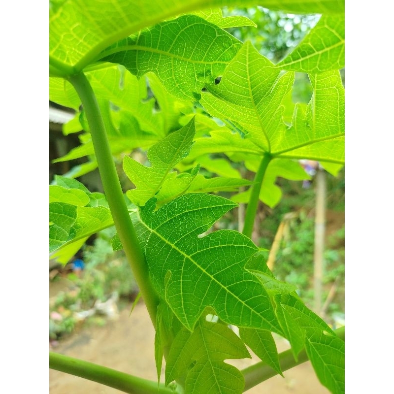 

Daun pucuk pepaya gedang sayur enak segar 500gram