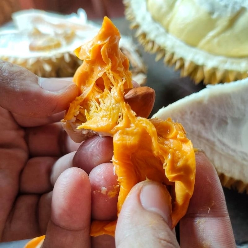 

Durian Lai Super Asli Kalimantan Warna Oren