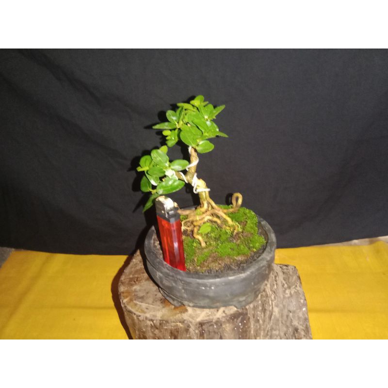Bahan bonsai sancang mame/shito