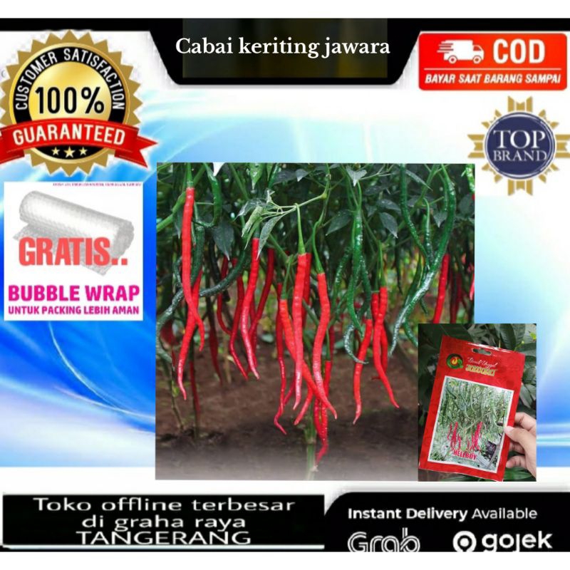 Benih Cabe Keriting JAWARA