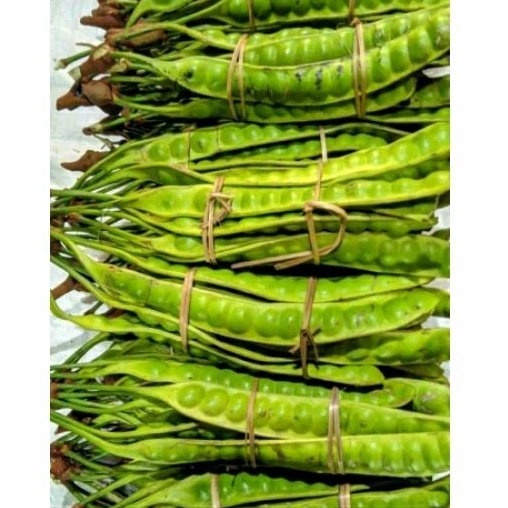 

Pete lonjoran 10 lonjor fresh baru petik