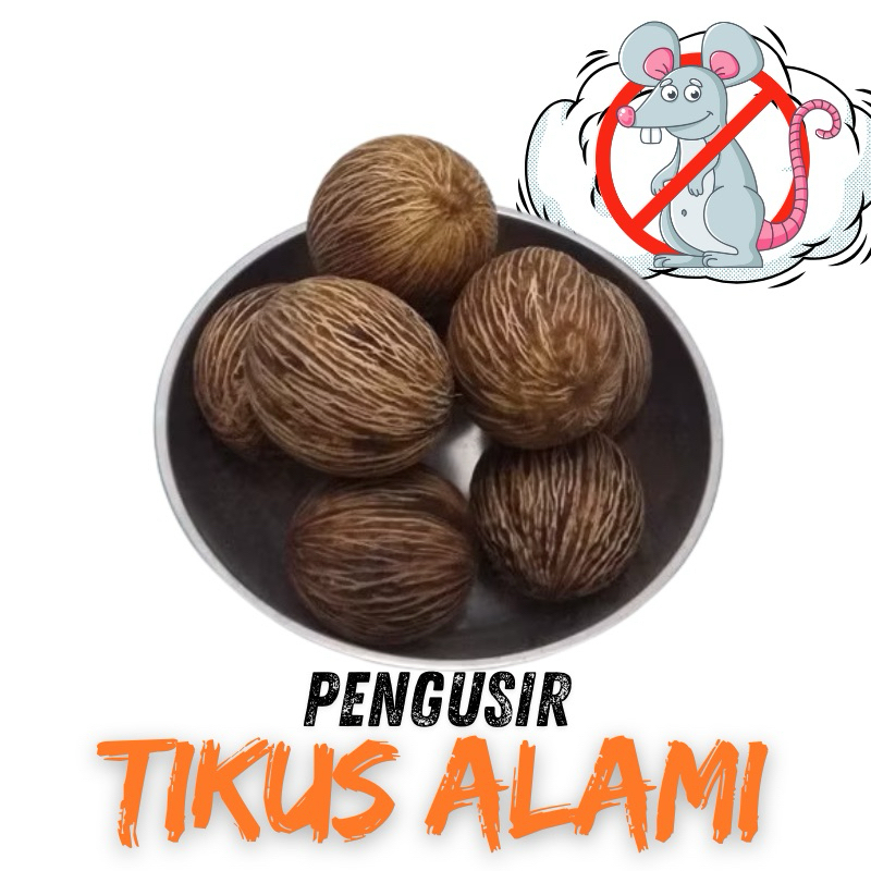 

Buah bintaro pengusir tikus alami
