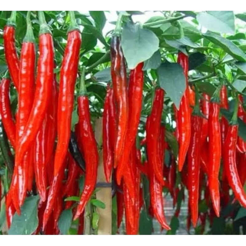 Benih Cabai merah Keriting Unggul isi 50 Biji tahan Terhadap Virus