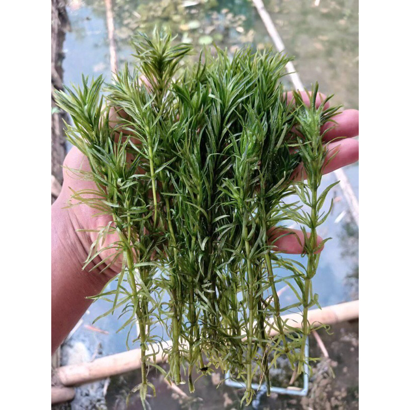 blyxa japonica per batang tanaman hias aquascape low co2
