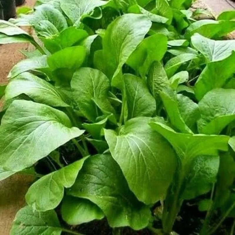 Benih Sawi Manis caisim isi 500 Biji Bunga Kemasan Seed Tahan virus
