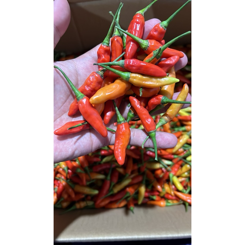 

Cabe Rawit Ori 1 kg