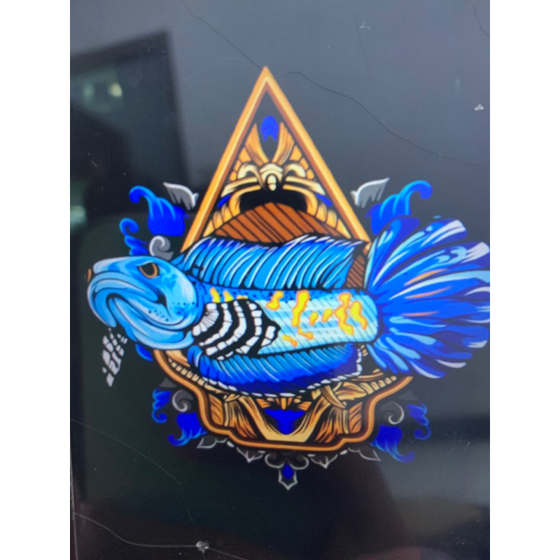 Andrao 5-6cm kualitas