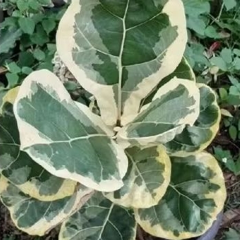 Tanaman Hias Biola Cantik Varigata, Tanaman Ketapang Biola Varigata