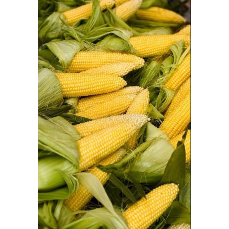 

jagung manis segar fresh 1000gr