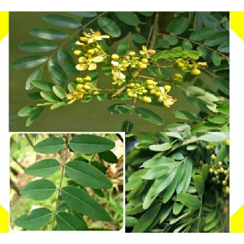 

GROSIR MURAH 250 GRAM DAUN HERBAL JOHAR FRESS