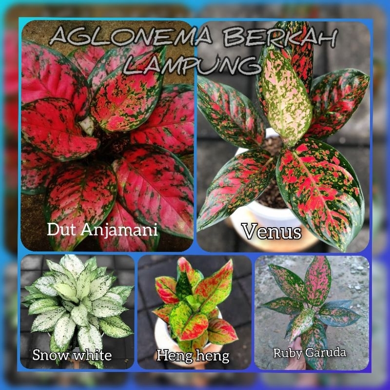 Paket Murah 5 jenis AGLONEMA remaja dewasa
