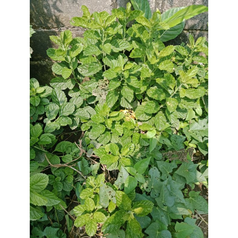

Daun Keji Beling Segar Herbal Peluruh Batu Ginjal& sakit lainya