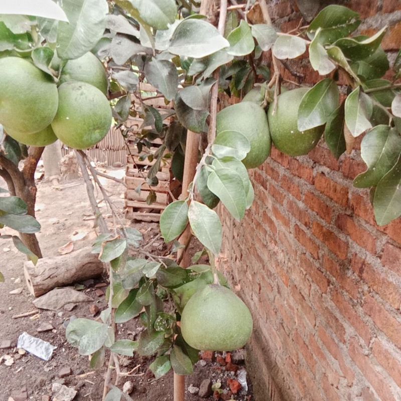 

jeruk Bali fresh langsung dari pohonnya dijamin segarr