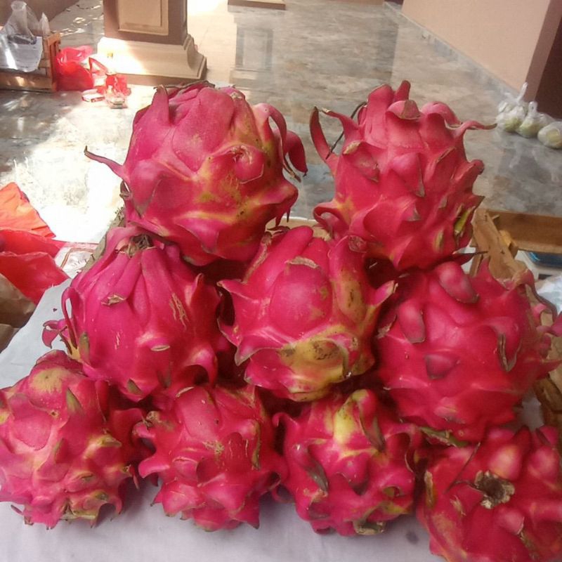 

buah naga grade A