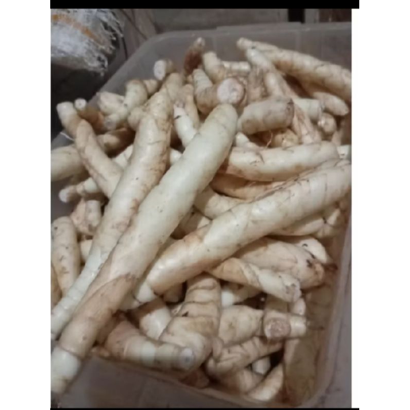 

Ubi garut Fress asam lambung 500g