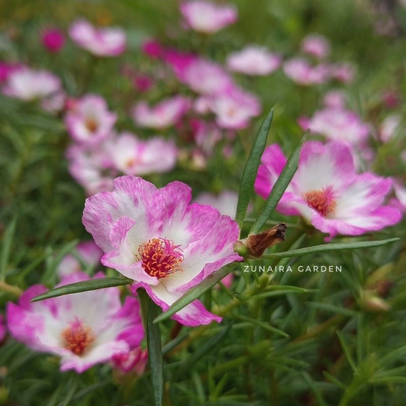 Krokot Tiara Safia - Krokot Import