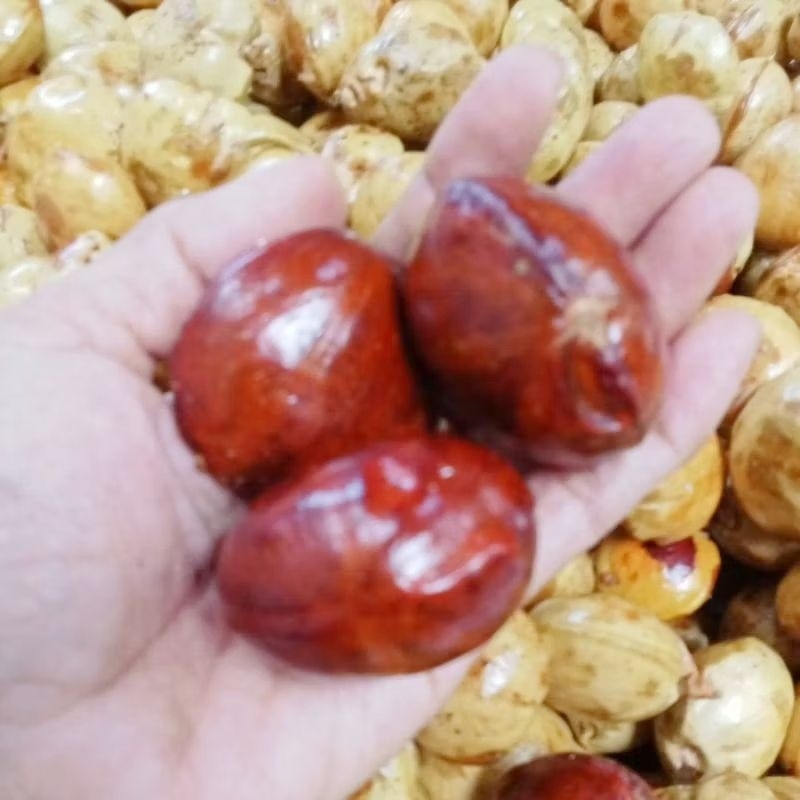 

jengkol segar pulen tua hasil kebun jepara
