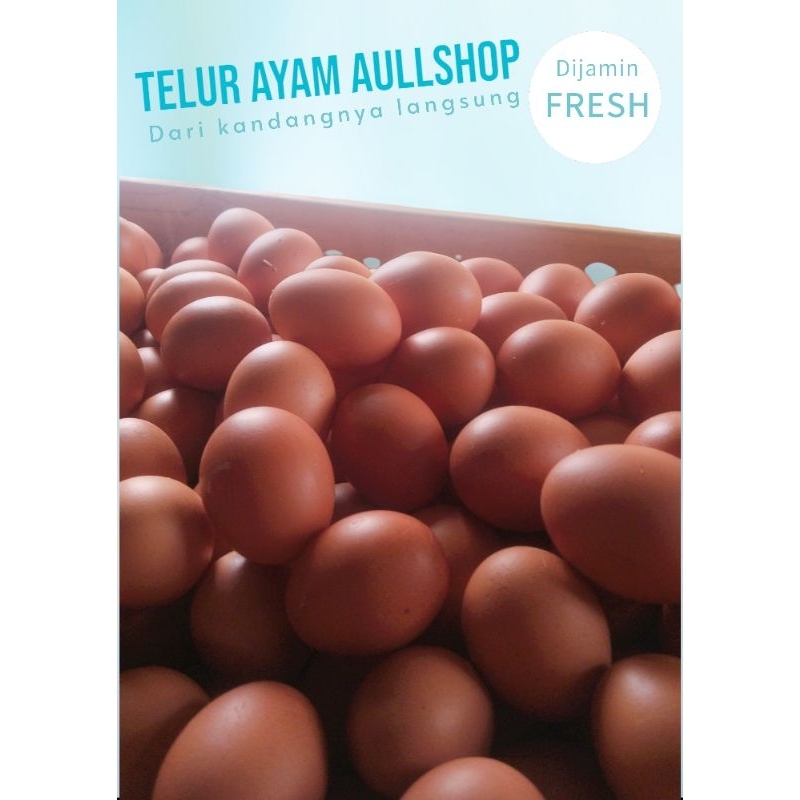 

Telur ayam lokal fresh aullshop18