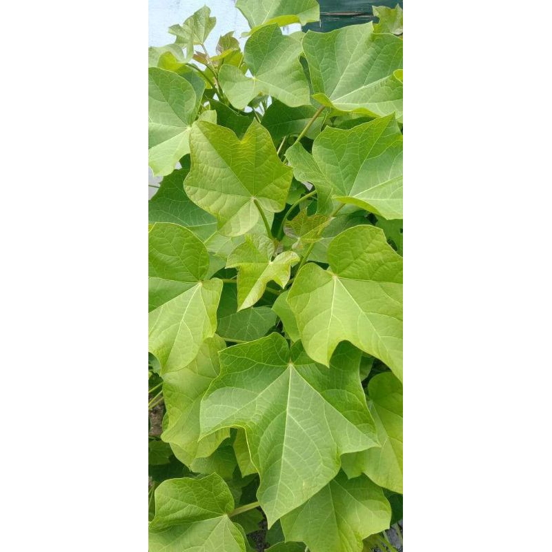 

daun pagar segar/helai