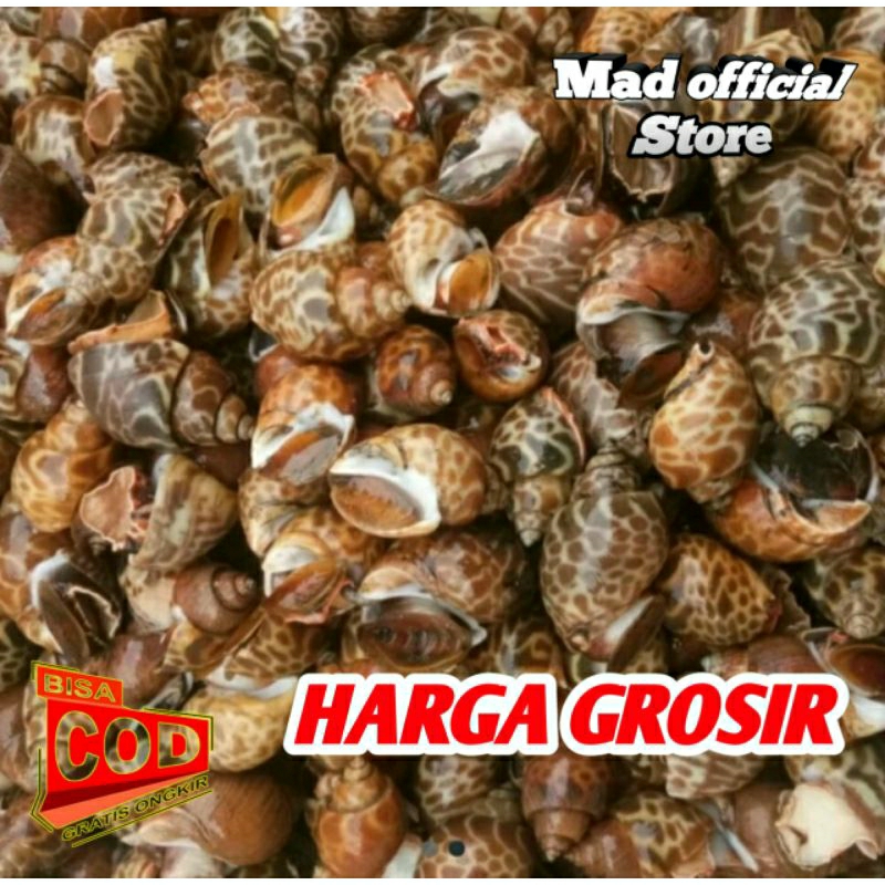 

KERANG MACAN WES KUPASAN