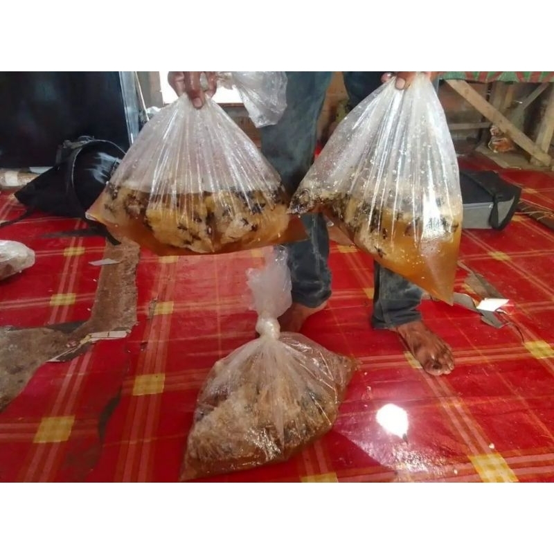 

madu hutan asli Sumatra