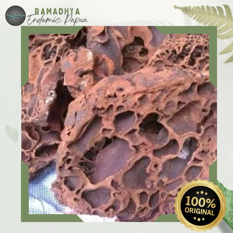 

Sarang Semut Asli Papua Original 100% SARANG SEMUT PAPUA ASLI 1KG TERMURAH GRADE A