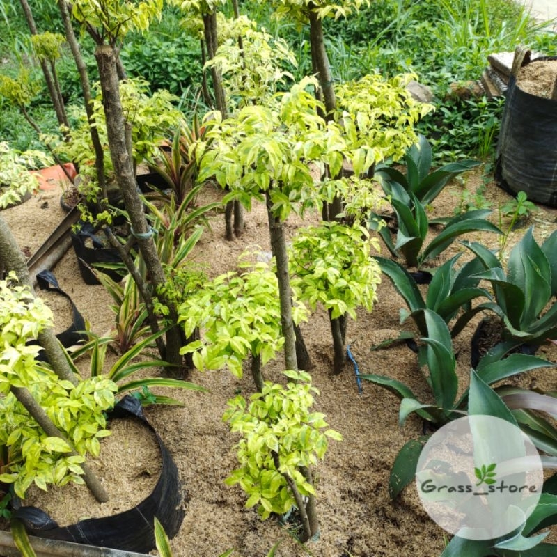 Tanaman hias Bonsai Anting Putri - Anting Putri Bonsai