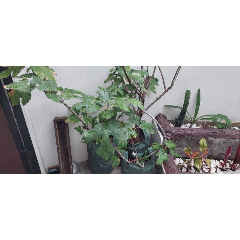 Pohon tin siap berbuah-sudah pernah berbuah