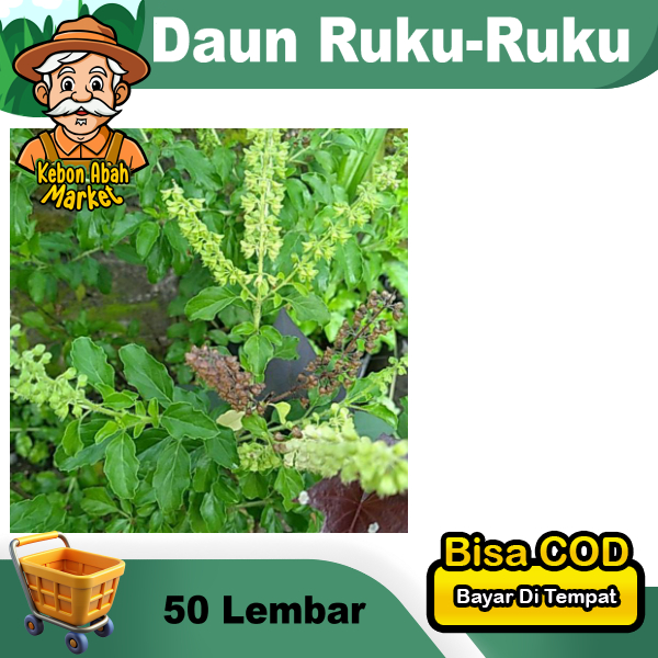 

Daun Ruku Ruku-ruku 50 Lembar Rempah Herbal Bumbu Masak