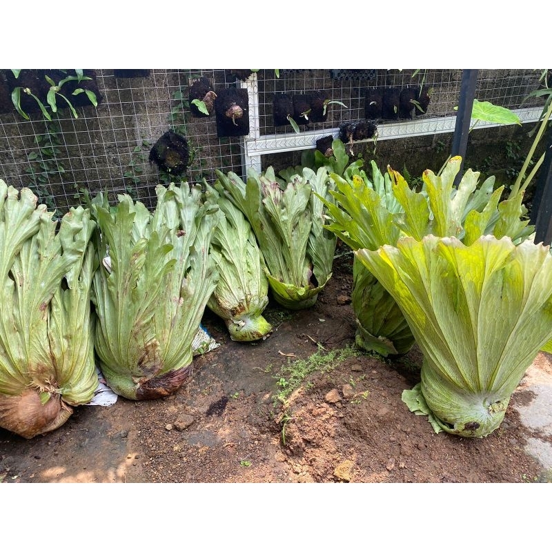 Platycerium Wandae