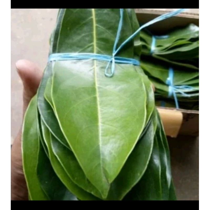 

daun sirsak freesh 100 lembar