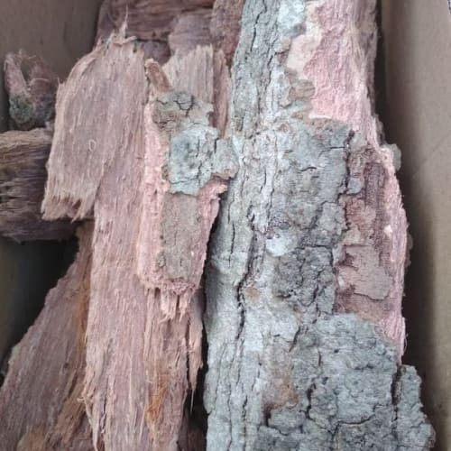 Kulit Kayu Juet Jamblang Obat Diabetes