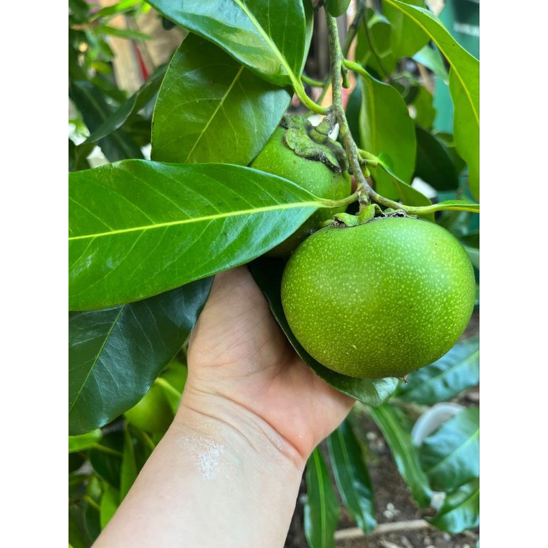 BIBIT BLACK SAPOTE HASIL CANGKOK PERNAH BERBUNGA