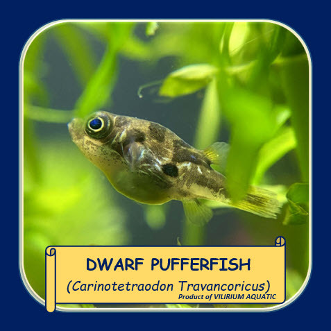 IKAN HIAS AIR TAWAR - MINI PUFFER FISH / MINI PUFFERFISH / IKAN BUNTAL MINI (IKAN AQUASCAPE) IKAN PE