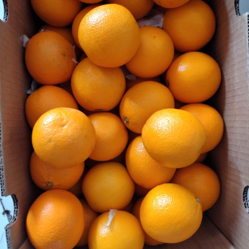 

buah jeruk sunkits manis 1kg