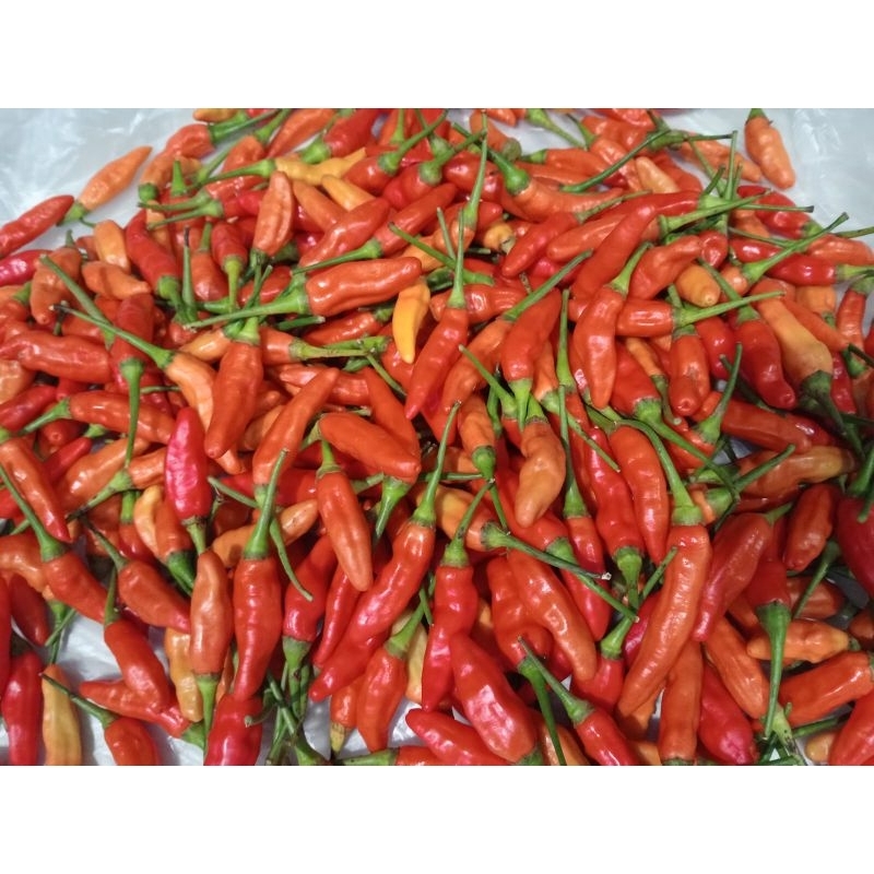 

Cabe rawit segar ORI 1000g Banyuwangi