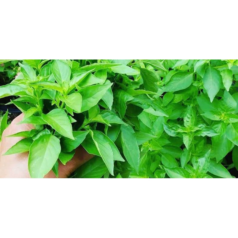 

daun kemangi 500 g