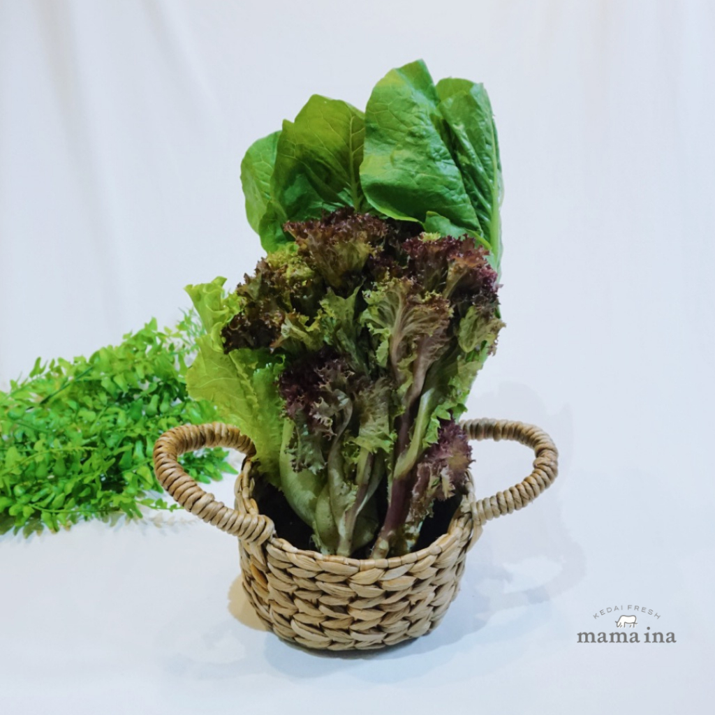 

Hydroponic Mix Lettuce 250g