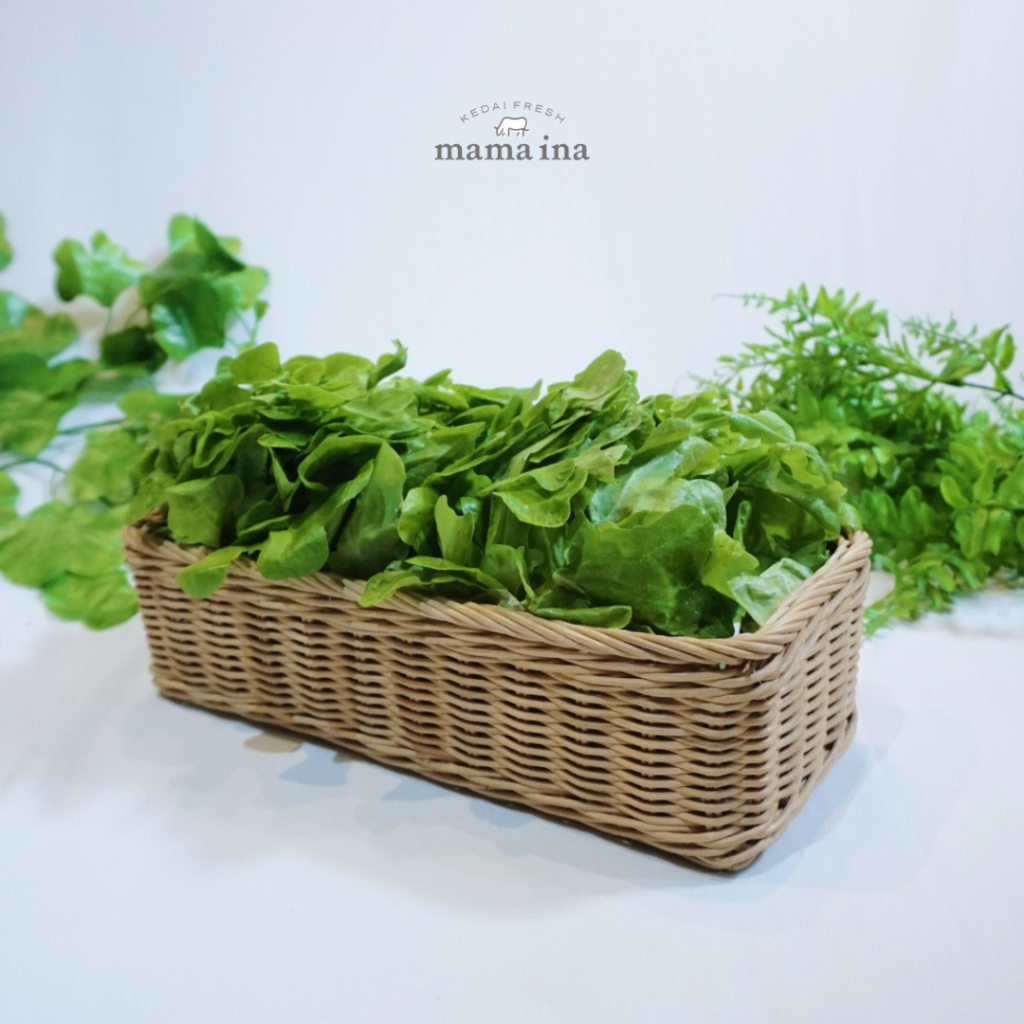 

Salanova Green Oak Leaf 200g