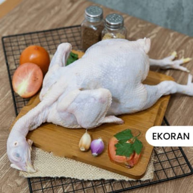 

ekoran ayam segar