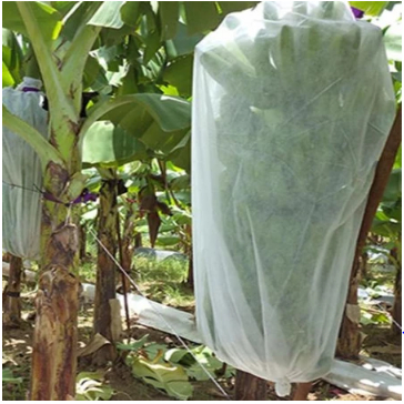 Brongsong pelindung Buah pisang-Banana Bagging L 80cm x P 100cm isi 25pcs