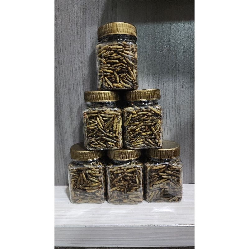 Ulat Hongkong kering, dry maggot