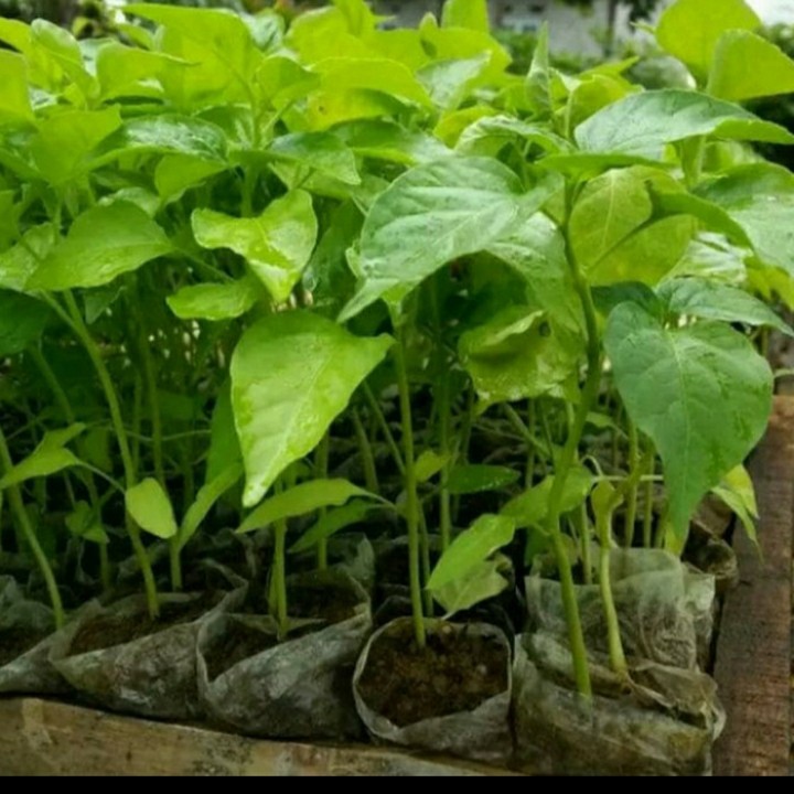 BIBIT TANAMAN CABE RAWIT/ CABE SETAN SUPER PEDAS SIAP BERBUAH