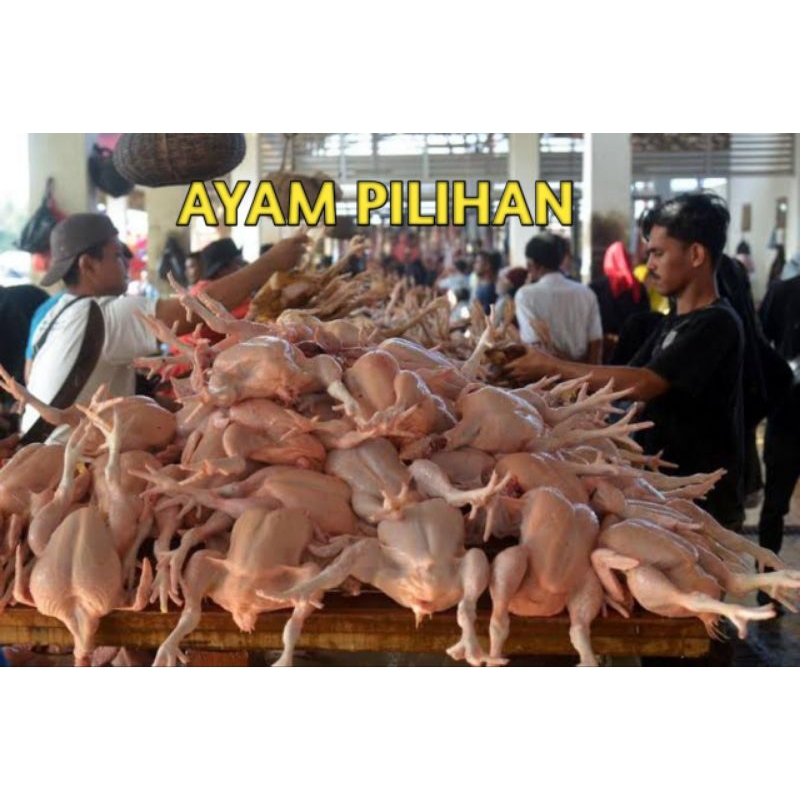 

ayam potong ukuran besar 10 ekor bisa rekues potong bagian pesan sore/malam kirim pagi