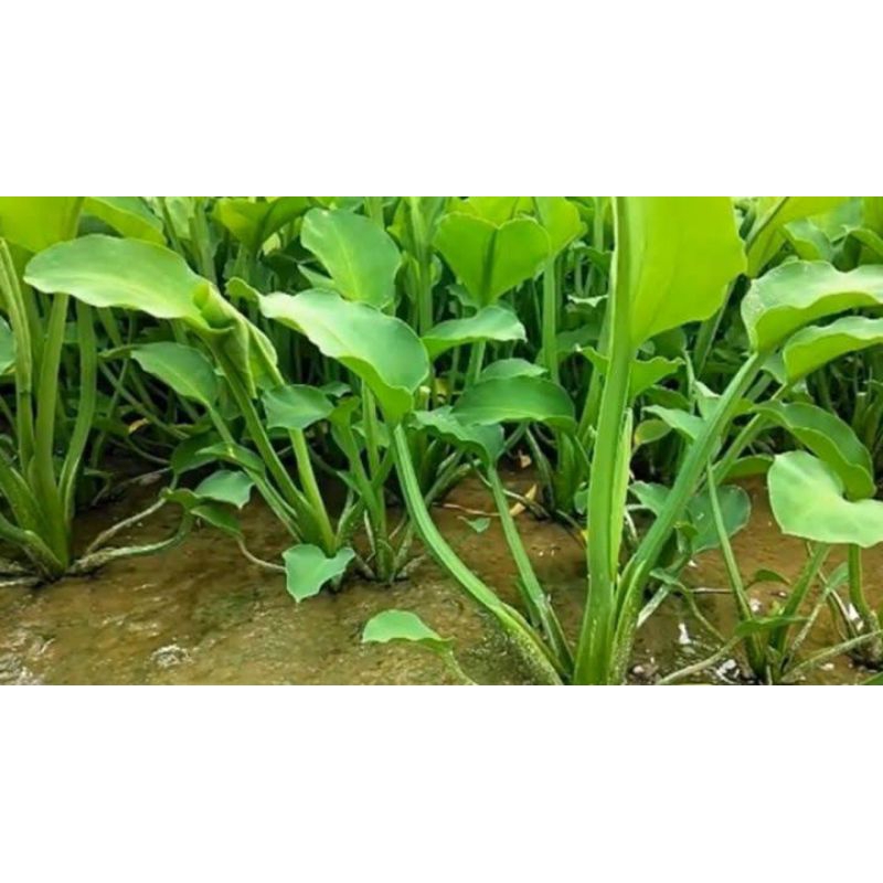 

Sayur Genjer murah 1 ikat segar berkualitas(Rusak ganti baru)